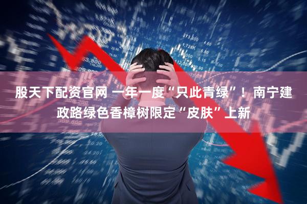 股天下配资官网 一年一度“只此青绿”！南宁建政路绿色香樟树限定“皮肤”上新